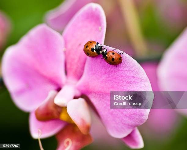 Lady Bugs — стоковые фотографии и другие картинки Без людей - Без людей, Божья коровка, Весна