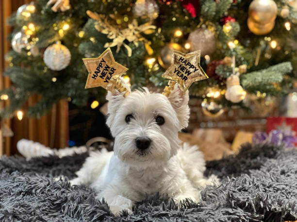 Happy New Year Westie