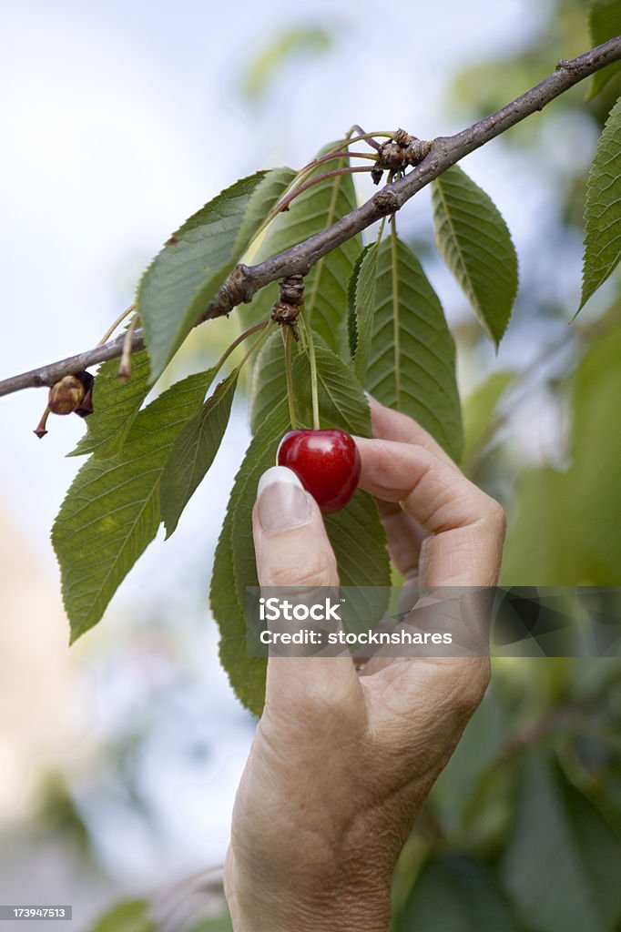 Cereja Apanhar Frutos - Royalty-free Apanha Foto de stock