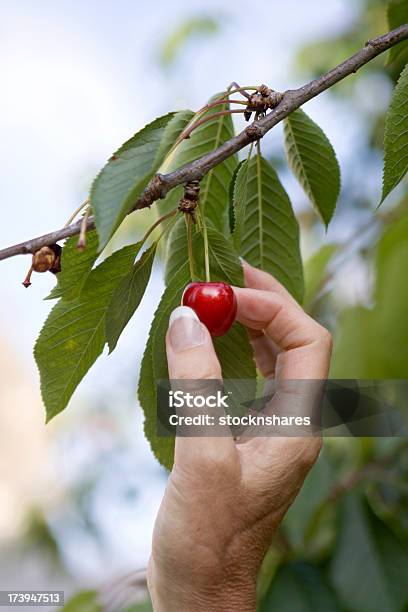 Cereja Apanhar Frutos - Fotografias de stock e mais imagens de Apanha - Apanha, Cereja, Escolher