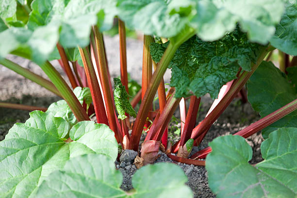 Organic Rhubarb Stalks Bright red organic rhubarb stalks shooting from the vegetable garden. rhubarb stock pictures, royalty-free photos & images