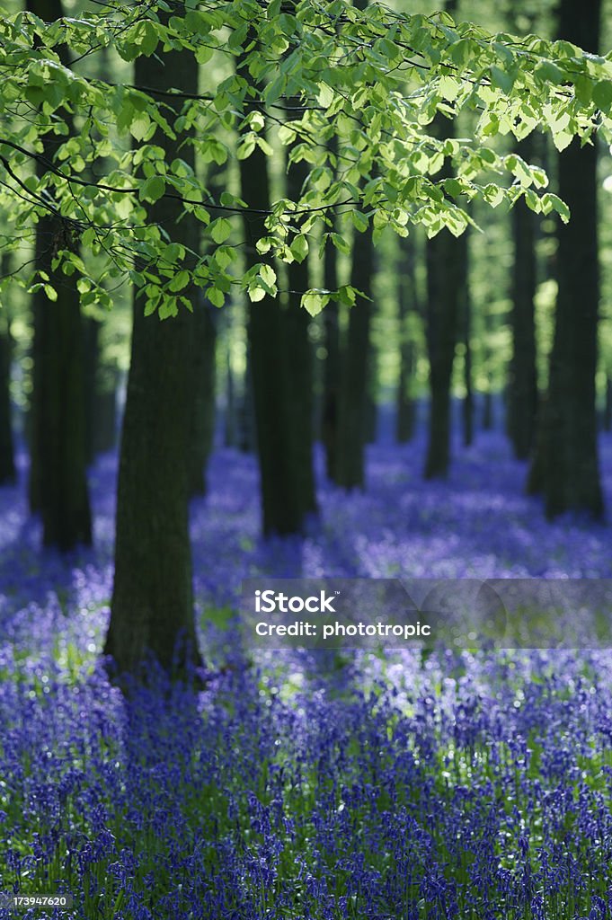 beech arbres et Bleu cloche en fin d'après-midi - Photo de Angleterre libre de droits