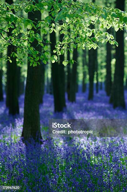 Photo libre de droit de Beech Arbres Et Bleu Cloche En Fin Daprèsmidi banque d'images et plus d'images libres de droit de Angleterre - Angleterre, Arbre, Beauté de la nature