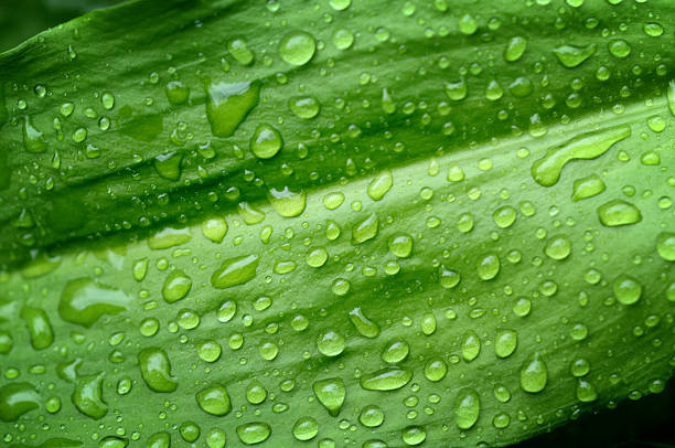 istock Green Foliage and rain drops background 173947669
