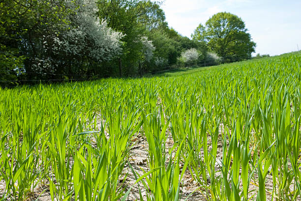istock Close-up of green cereal plants 173947725