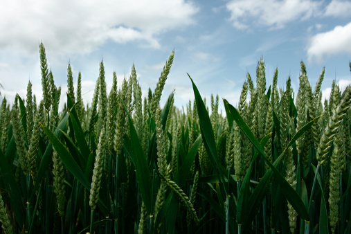 Field of barley under a summer sky.