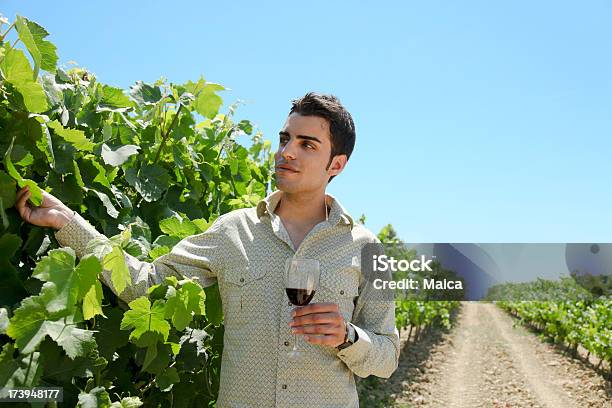 ブドウ園 - カップのストックフォトや画像を多数ご用意 - カップ, ブドウ, ブドウ栽培