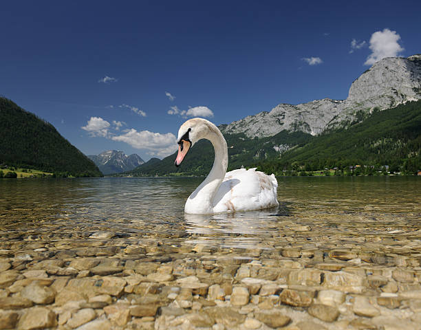 Young swan infront of a beautiful panorama Young swan infront of a beautiful panorama.XXXL Version: saarstein stock pictures, royalty-free photos & images