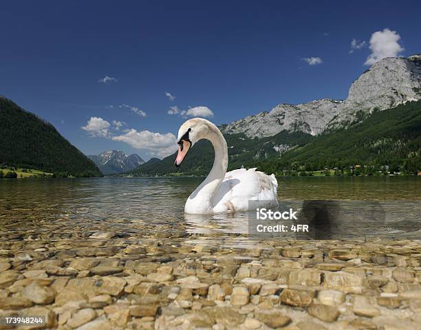 Young Swan Infront Of A Beautiful Panorama Stock Photo - Download Image Now - Animal, Animal Wildlife, Animals In The Wild