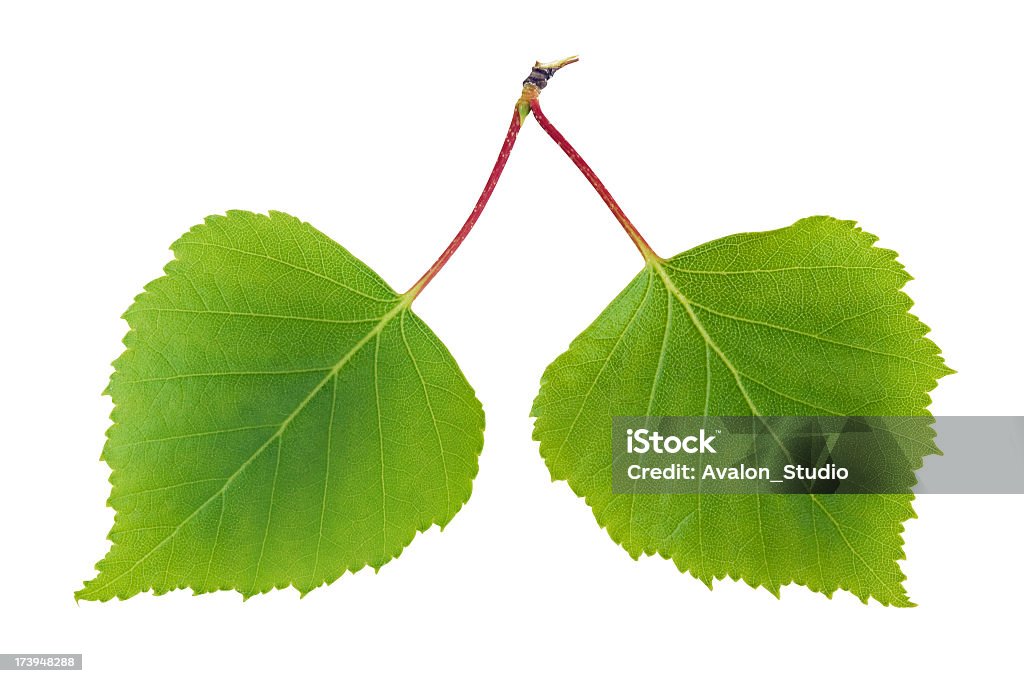 Nature lung Cut Out Stock Photo
