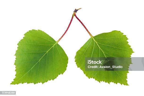 Nature Lung Stock Photo - Download Image Now - Cut Out, Environment, Green Color