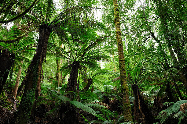 A lush Tasmanian forest with huge ferns Fern forest at Mt. Field National Park, Tasmania, Australia australian forest stock pictures, royalty-free photos & images