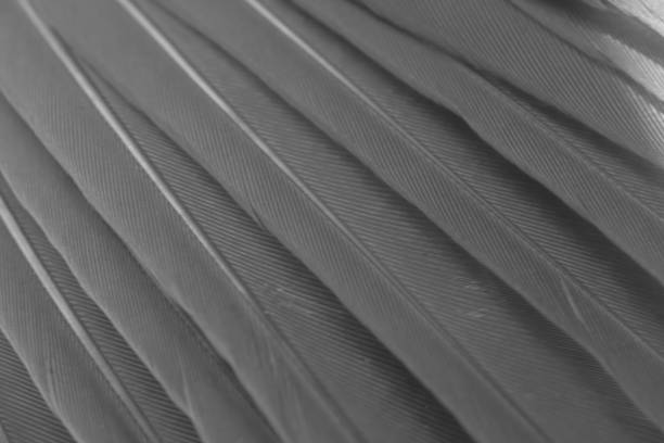 istock feather pigeon macro photo. texture or background 1739483736