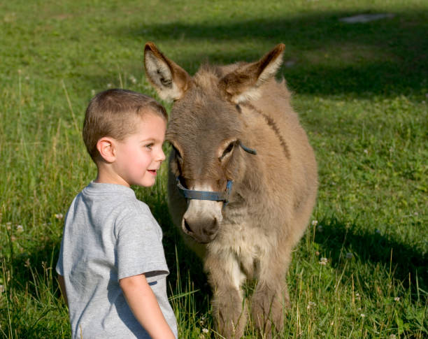 Shown here is a three year old boy standing in a field miniature burro.  This is a rare long haired animal.See other related images here: