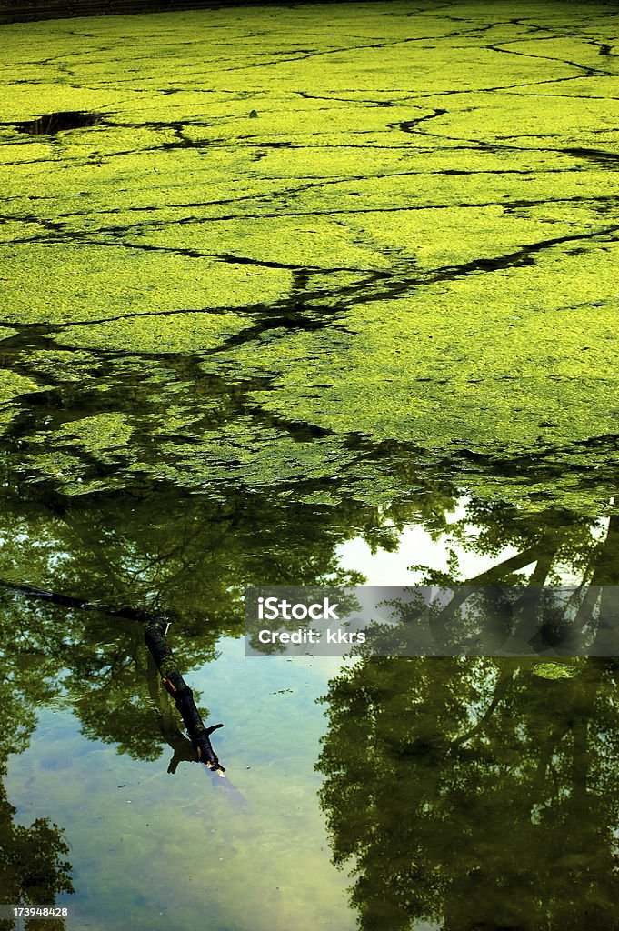 Alga - Foto de stock de Agua libre de derechos