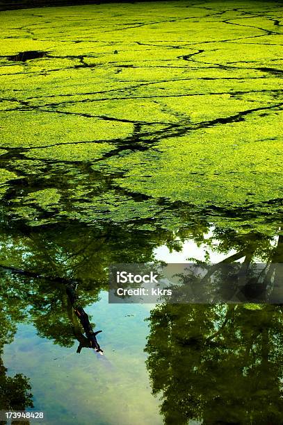 Alga - Fotografias de stock e mais imagens de Acidente Natural - Acidente Natural, Alga, Beira d'Água
