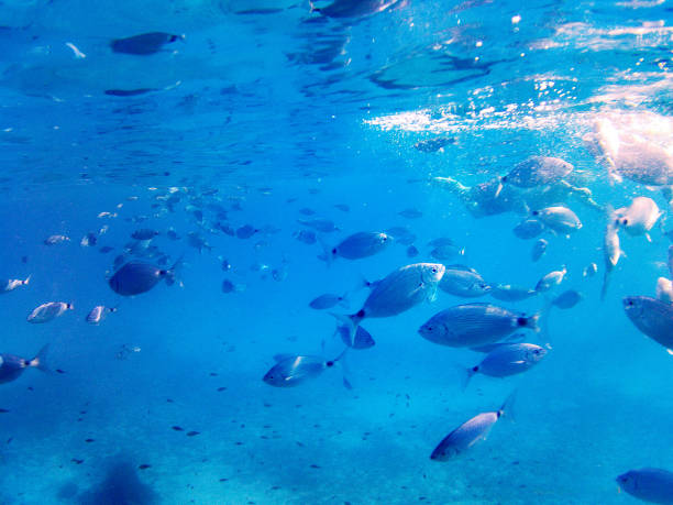 istock Swimming and snorkeling in beautiful turquoise waters 1739484887