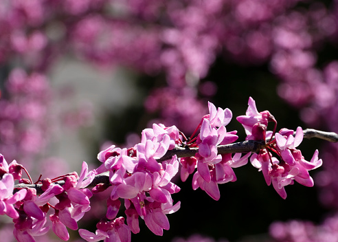 Springtime pink blossoms. Selective focus provides copy space.