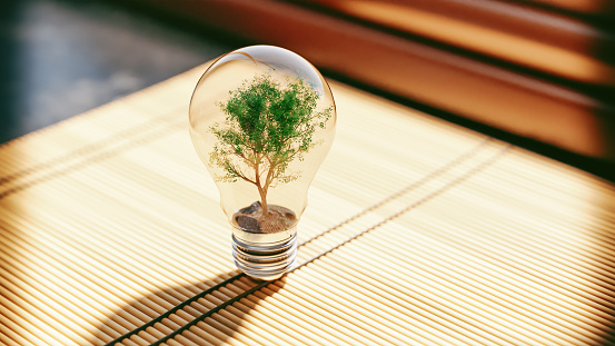 Light bulb with a small tree inside. Concept of thinking about sustainability and coming up with ideas for a better future for the environment.