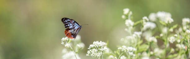 imagen recortada a tamaño banner de la mariposa tigre castaño volando en el jardín de flores de la hierba completa. - clipped wings fotografías e imágenes de stock