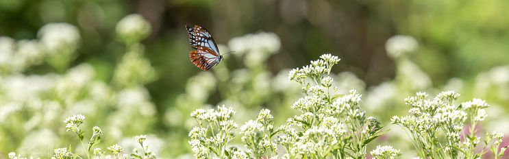 Clipped to banner size image of Chestnut Tiger butterfly flying in the thoroughwort flower garden.