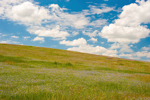 istock green field with flowers under a blue sky clouds 173948758