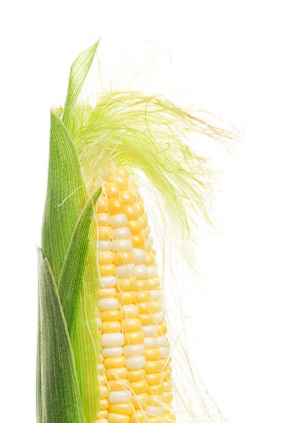 Sweetcorn or corn on the cob, with corn silk attached and the green husk partially peeled to reveal the fresh yellow kernels of the garden vegetable. The food may be grown on an organic farm and is a staple for a diet of healthy eating. Partial view, isolated on white.