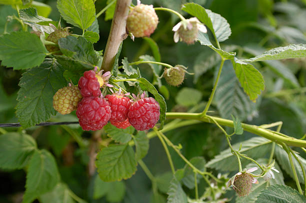 close-up ripening raspberries en la vid - raspberry berry vine berry fruit fotografías e imágenes de stock