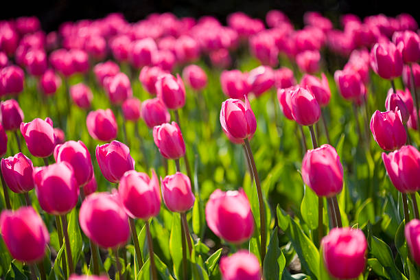 Tulipano Rosa Aiuola B - foto stock