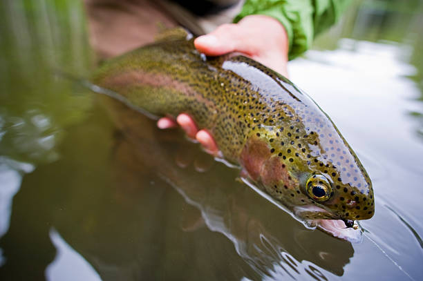 istock Macro Close up Hands Releasing Large Rainbow Trout While Fly-fishing 173948899