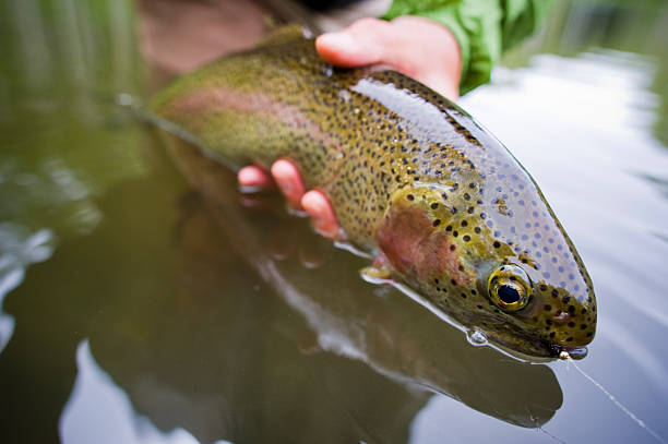 istock Macro Close up Hands Releasing Large Rainbow Trout While Fly-fishing 173948900