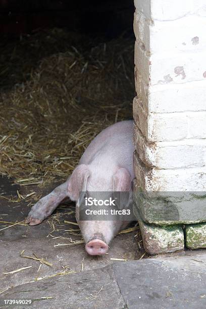 Świnia Inquisitive W Sty - zdjęcia stockowe i więcej obrazów Błoto - Błoto, Cegła, Chlew