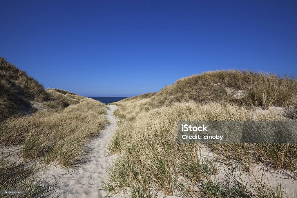 Plaża - Zbiór zdjęć royalty-free (American Beachgrass)