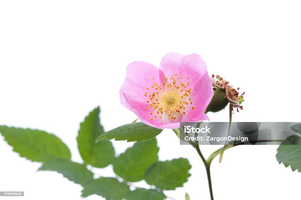 Rosa selvatica - Foto stock royalty-free di Close-up