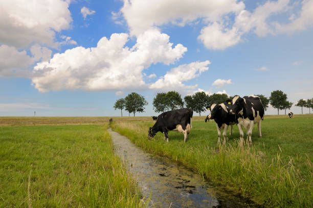 istock grazing cows in meadow, xxx large image 173949621