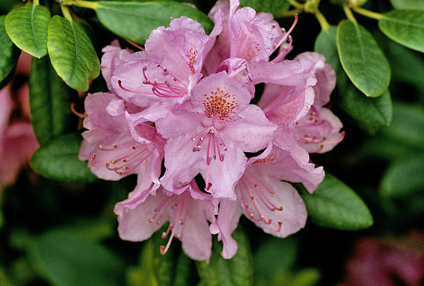 istock Rhododendron in the Garden 173949769