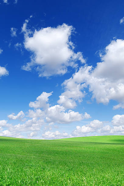 istock Green field and white clouds in the blue sky 173949781