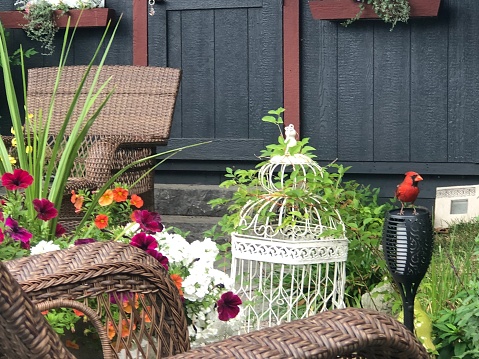 Angry bird Cardinal in Garden