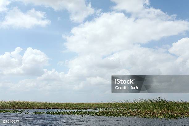 Marshfeuchtgebiet Mit Wolken Und Wasser Stockfoto und mehr Bilder von Bildhintergrund - Bildhintergrund, Blatt - Pflanzenbestandteile, Blau