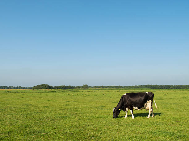 istock A Holstein cow in a meadow eating grasses 173950021