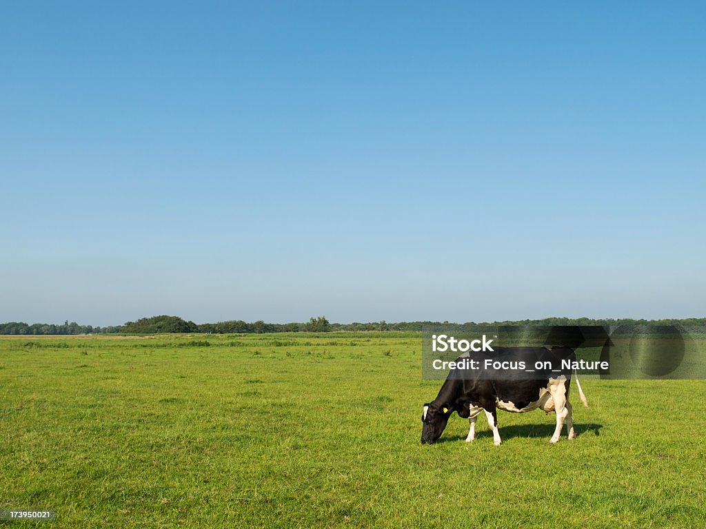 Holstein krowa w Łąka - Zbiór zdjęć royalty-free (Bydło domowe)