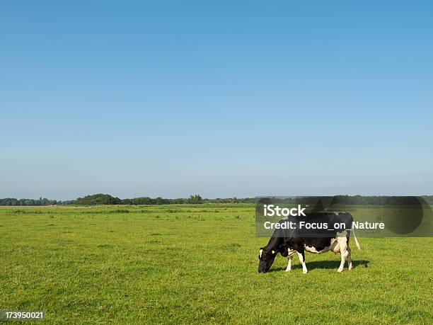 Holstein Krowa W Łąka - zdjęcia stockowe i więcej obrazów Bydło domowe - Bydło domowe, Krowa, Bez ludzi