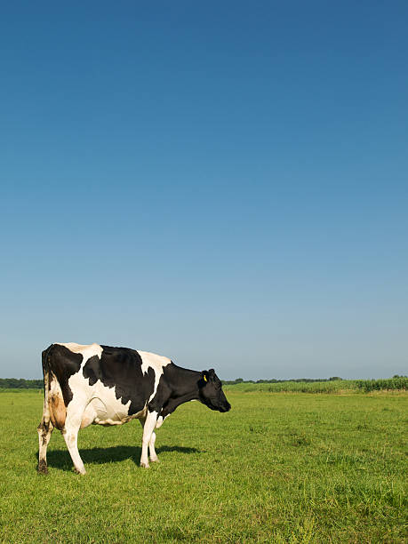 istock Holstein cow in a meadow 173950022