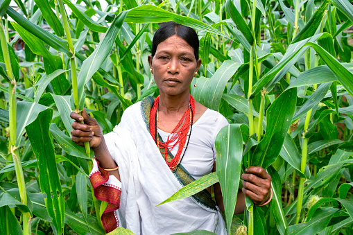 Woman from the Lanjia Saura region of Odisha working in a corn field