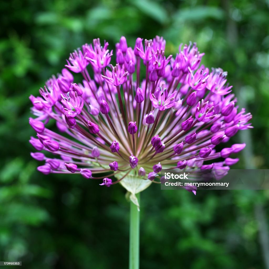 Allium Square Format Square format photo of an allium flower in spring...alliums are in the Onion family. Abstract Stock Photo
