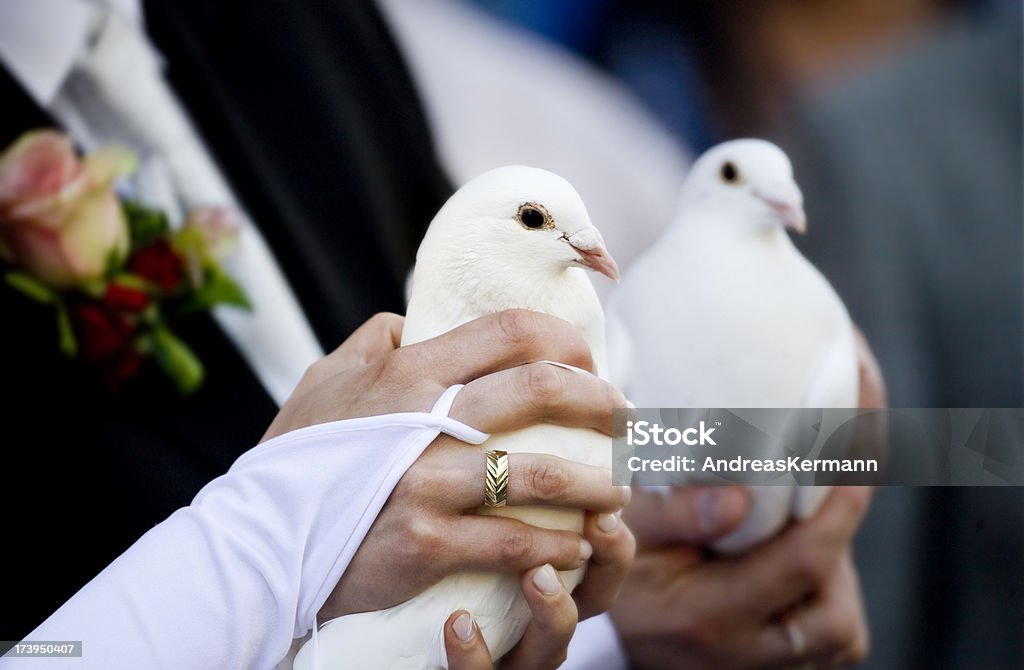 Pombas de casamento branco - Royalty-free Agarrar Foto de stock