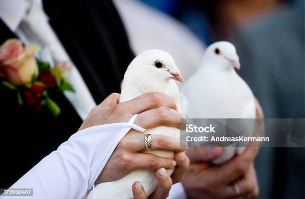 Pombas De Casamento Branco - Fotografias de stock e mais imagens de Agarrar - Agarrar, Anel de Casamento, Aniversário especial