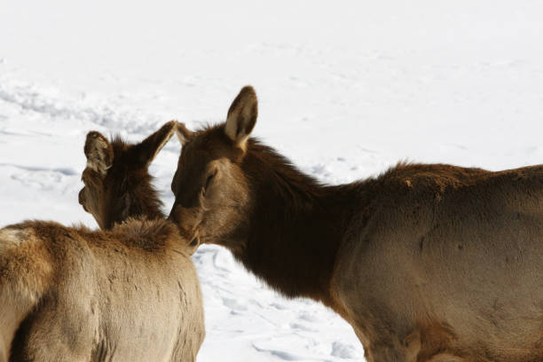istock Doe and Fawn in Winter 173950433