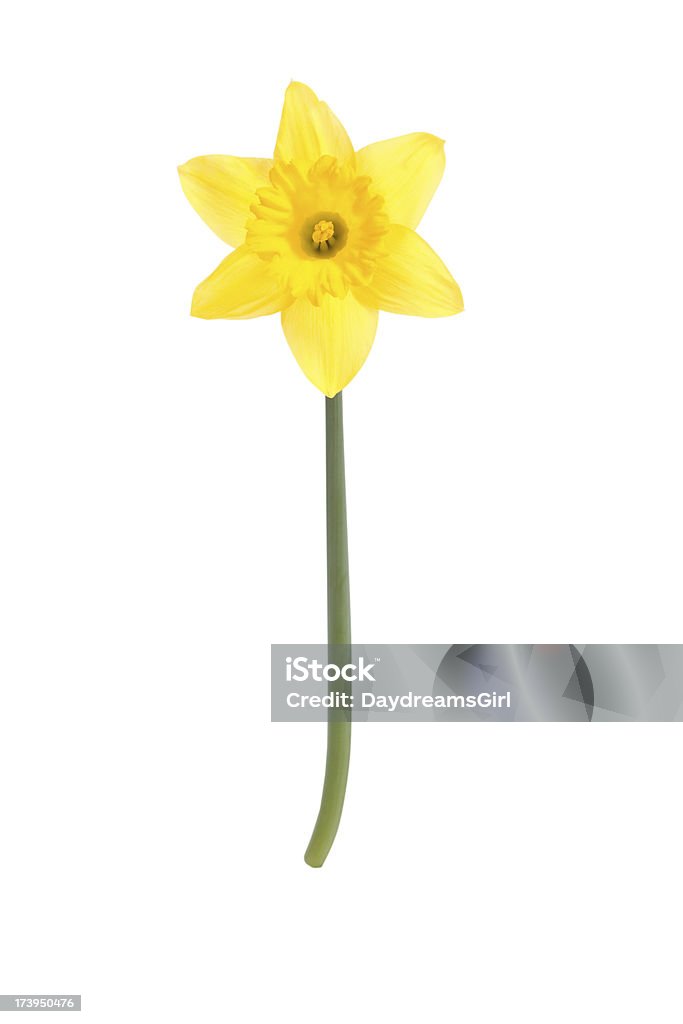 Narciso giallo fiore e asta isolato con Clipping Path - Foto stock royalty-free di Narciso - Liliacee