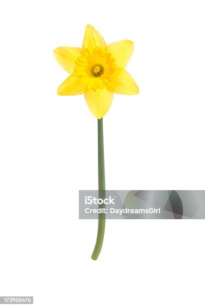 Narciso Giallo Fiore E Asta Isolato Con Clipping Path - Fotografie stock e altre immagini di Narciso - Liliacee